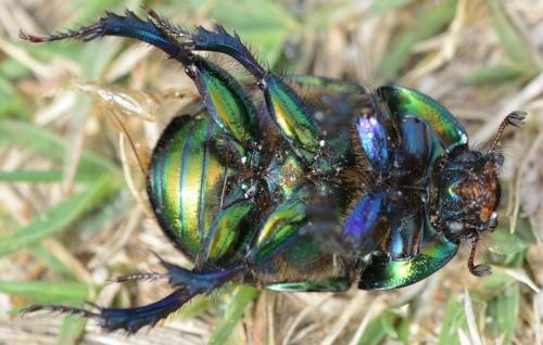 Réf. 288 498 : Sericotrupes niger